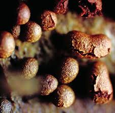 Attēlu rezultāti vaicājumam “Physarum braunianum macro”