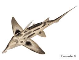Image result for Callorhinchus capensis