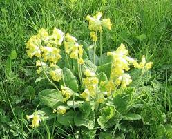 Image result for Schlüsselblumen