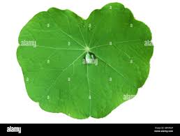 Attēlu rezultāti vaicājumam “Tropaeolum majus leaf”