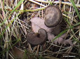 Attēlu rezultāti vaicājumam “Auriscalpium vulgare”