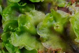 Attēlu rezultāti vaicājumam “Pellia neesiana”