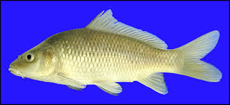 Image result for Carpiodes cyprinus
