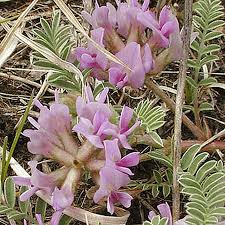 Attēlu rezultāti vaicājumam “Astragalus arenarius fruit”