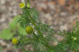 Attēlu rezultāti vaicājumam “Matricaria discoidea”
