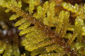 Attēlu rezultāti vaicājumam “Palustriella”