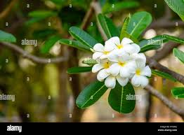 Attēlu rezultāti vaicājumam “Apocynaceae”