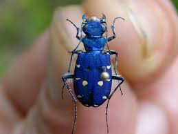 Attēlu rezultāti vaicājumam “Cicindela campestris imago”