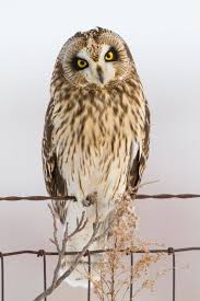 Attēlu rezultāti vaicājumam “Asio flammeus adult”