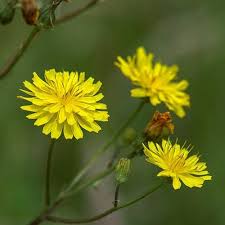 Attēlu rezultāti vaicājumam “Crepis tectorum flower”