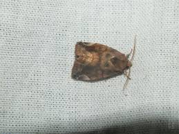 Attēlu rezultāti vaicājumam “Cosmia pyralina”