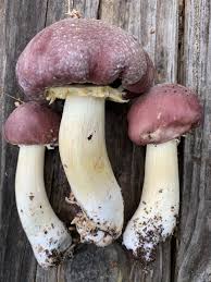 Attēlu rezultāti vaicājumam “Stropharia albocrenulata”