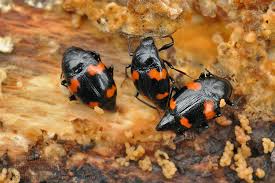 Attēlu rezultāti vaicājumam “Scaphidium quadrimaculatum”