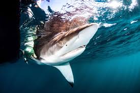 Image result for Carcharhinus obscurus