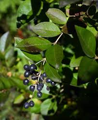 Attēlu rezultāti vaicājumam “Ligustrum vulgare”