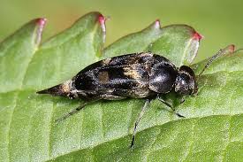 Attēlu rezultāti vaicājumam “Mordella sp.”