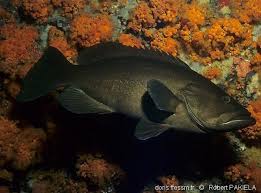 Image result for Mycteroperca rubra