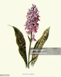 Attēlu rezultāti vaicājumam “Dactylorhiza fuchsii leaf”
