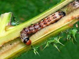 Attēlu rezultāti vaicājumam “Gortyna flavago”