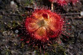 Image result for Drosera