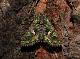 Attēlu rezultāti vaicājumam “Trachea atriplicis”