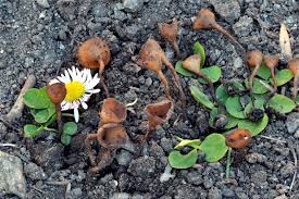 Attēlu rezultāti vaicājumam “Dumontinia tuberosa”