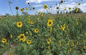 Attēlu rezultāti vaicājumam “Helianthus annuus flower”
