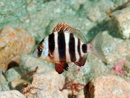 Image result for Diplodus cervinus