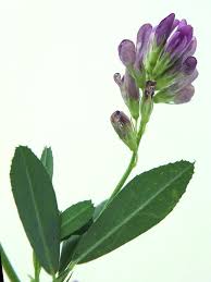 Attēlu rezultāti vaicājumam “Medicago x varia  flower”