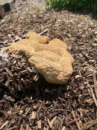 Attēlu rezultāti vaicājumam “Didymium spongiosum plasmodium”