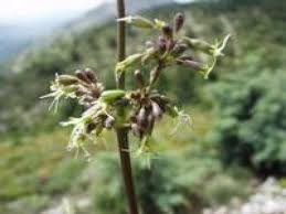 Attēlu rezultāti vaicājumam “Silene otites fruit”