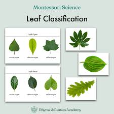 Attēlu rezultāti vaicājumam “leaf”