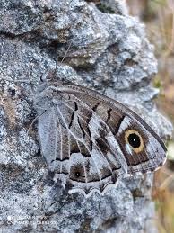 Attēlu rezultāti vaicājumam “Hipparchia alcyone underside”