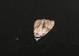 Attēlu rezultāti vaicājumam “Nola sp.”