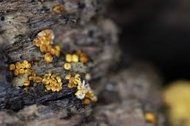 Attēlu rezultāti vaicājumam “Oligonema favogineum”