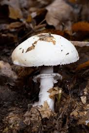 Attēlu rezultāti vaicājumam “Agaricus”