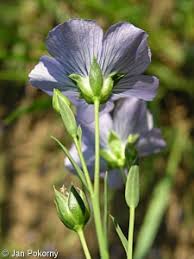 Attēlu rezultāti vaicājumam “Linum usitatissimum leaf”