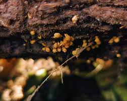 Attēlu rezultāti vaicājumam “Hemitrichia sp.”