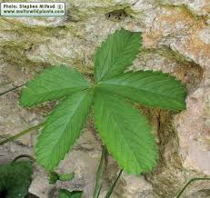 Attēlu rezultāti vaicājumam “Potentilla reptans bud”