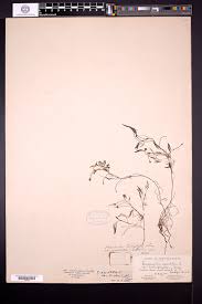 Attēlu rezultāti vaicājumam “Batrachium circinatum leaf”