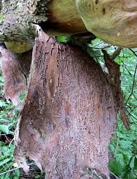 Attēlu rezultāti vaicājumam “Griselda ustomaculana”