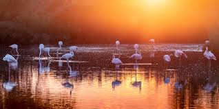Image result for parque natural de camargue