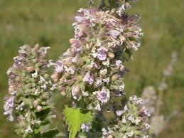 Image result for Nepeta cataria