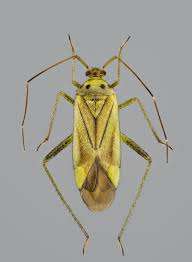 Attēlu rezultāti vaicājumam “Adelphocoris lineolatus imago”