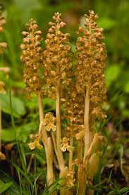 Attēlu rezultāti vaicājumam “Neottia nidus-avis bud”