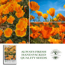 Attēlu rezultāti vaicājumam “Eschscholzia californica fruit”