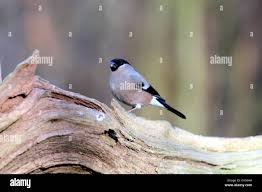 Attēlu rezultāti vaicājumam “Pyrrhula pyrrhula female”