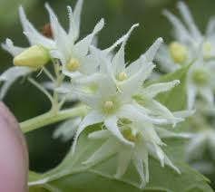 Attēlu rezultāti vaicājumam “Echinocystis lobata flower”