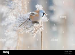 Attēlu rezultāti vaicājumam “Panurus biarmicus male”