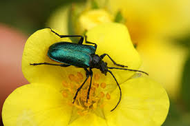 Attēlu rezultāti vaicājumam “Gaurotes virginea”